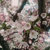 【昭和公園】函館の桜が咲いたよー【ポールスターSC】
