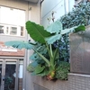 下北の植栽に感じる自由さ