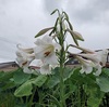 秋雨前線が停滞中で雨の日が続く