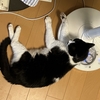 連日の猛暑で嫌になります。