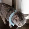 猫で今年の猛暑を感じる