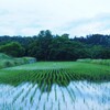 夕方の田んぼ。