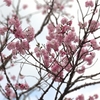 【花見】今年最後の桜を楽しみに時之栖へ⑤　～酒と桜とつまみと刺身～