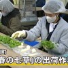 南小国町では『春の七草』の出荷作業【熊本】    