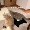 雨田甘夏、芳香です。【猫と汗と汚れ事情】