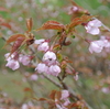 梅雨の中休み。山に花を見に行こう