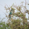 ニシブッポウソウ European Roller