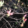 巾着田桜開花　聖天院の桜は見頃