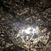 春の夜桜