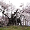  関東近郊 桜 お花見ドライブスポット