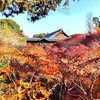 14年ぶりの東福寺の紅葉＠京都’25