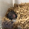 くろごまあん695日目