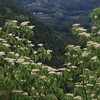 河童の雨遊山　水の恵み