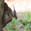 【野鳥観測_とり高】鳥アイズ