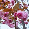 桜のシールで残り１回となりました～♪