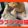 じゃれあう仲良し猫。心温まる【ラブラブな瞬間】を目撃しました！