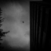 between the shadows