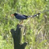 動物園裏の野鳥を紹介（２０２０　０６０６）その４。