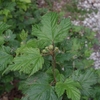 Rubus crataegifolius　クマイチゴ