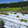 夏真っ盛り　畑の様子🍅