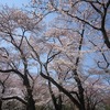 神代植物公園_桜（東京都調布市）