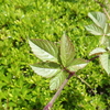 ふれあい広場周辺のつる植物　ヤブガラシやヒルガオ