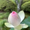 太秦・法金剛院の蓮と紫陽花と黒椿の巨木