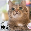 【第9回ねこ検定 申込受付開始】今回こそは！！と毎回のごとく、意気込んでいます！！