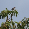 野鳥を探して