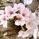 真理の軌跡 〜Miho Okazaki〜