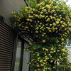 草花も雑草も元気、私はヨロヨロ。