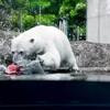 ポロロ　飛び込み編