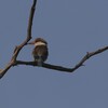 タテフコショウビン(Striped Kingfisher)