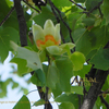 ユリの木 Liriodendron tulipifera　メロナール　　melonal