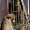 野犬のことをお話します