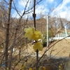 Chimonanthus praecox　ロウバイ　（Chimonanthus praecox f. concolor　ソシンロウバイ）