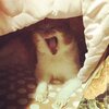 猫写真♯523