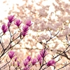 心の癒しと花のつながり：花がもたらす安心感｜中村雄暉