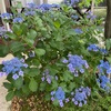 梅雨の花