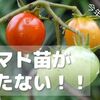 【悲報】トマトがまったく育ちません🍅