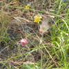 Fluffy Wildflowers