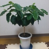 三年ぶり観葉植物