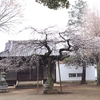 神田山八坂神社の桜・・