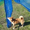 ワン動会（犬の運動会）に参加してきました　びわこ梅の郷ドッグラン　～滋賀県野洲市～