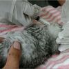 弱った子猫は痛みに泣きながら最後の瞬間を過ごしていた