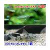 （熱帯魚）アフリカン・ランプアイ（10匹）　＋　コリドラス・パレアタス（1匹）　北海道・九州・沖縄航空便要保温