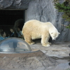 北海道・青森の旅    ②    旭山動物園～札幌市内観光