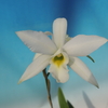 Laelia  anceps f.alba 'Morelos' BM/JOGA