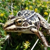 地球園　トノサマガエルさま