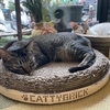 【猫】保護猫カフェ、朵朵嚐嚐貓咪中途咖啡廳